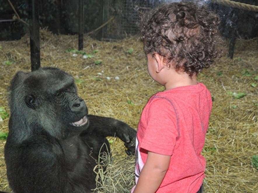 Oldest Gorilla In North America Dies At Louisville Zoo At Age 64