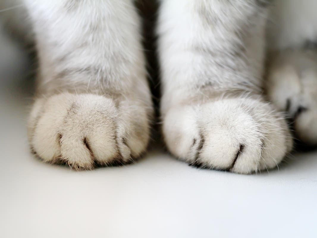 ‘We Have A Kitten Problem, Hot Diggity Dog': Man Who Saved 13 (Video)